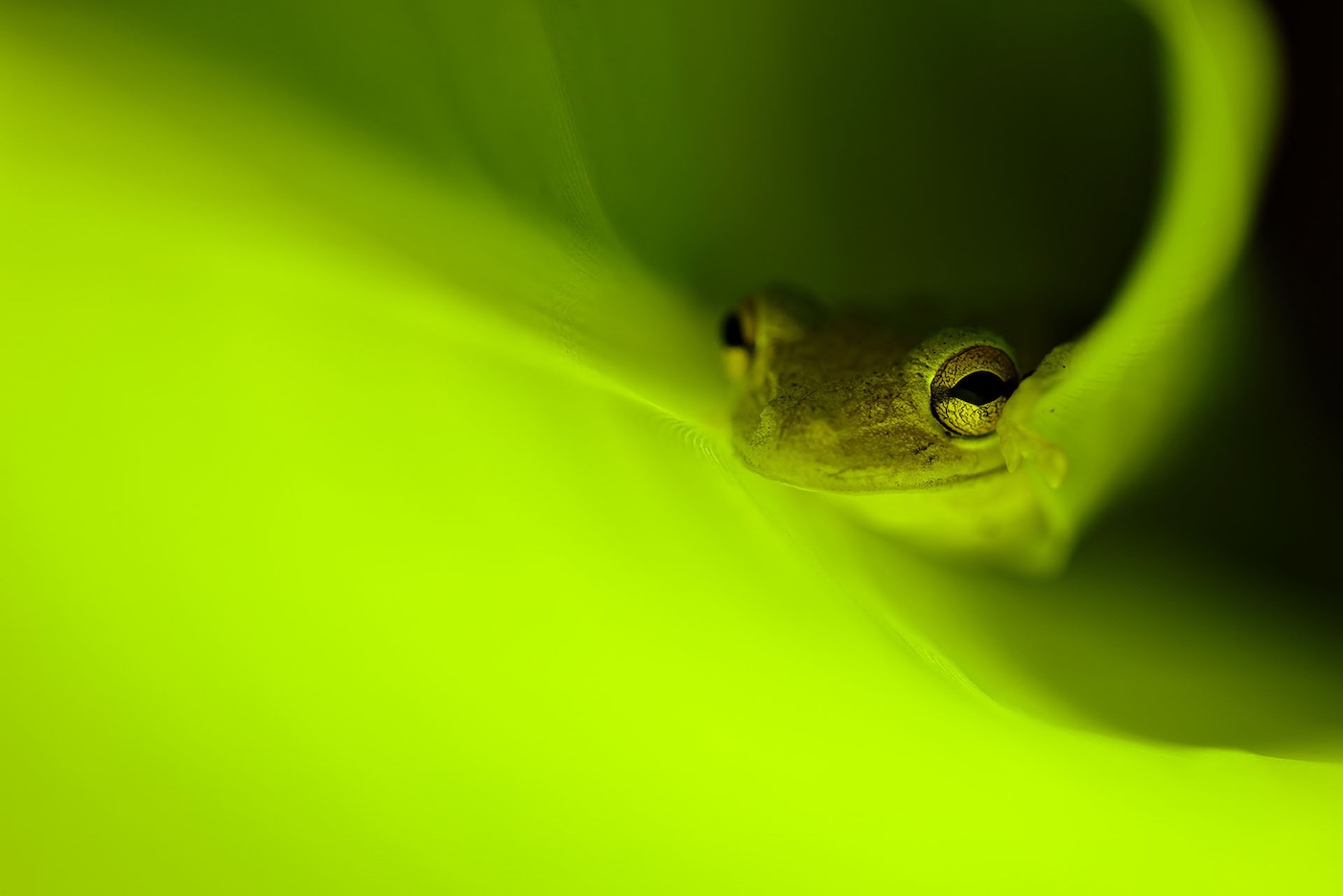 A cuban tree frog peeps out of a banana tree leaf A cuban tree frog peeps out of a banana tree leaf